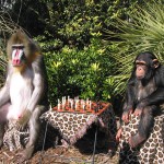 Chimp_&_Mandrill_Play_Chess_1111